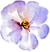 Watercolor Flower Illustration